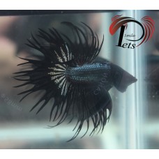 PDR 1775